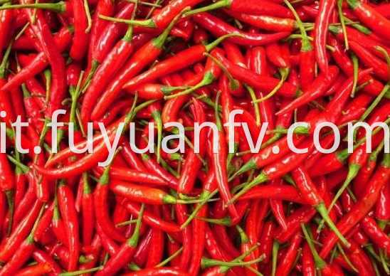 Chaotian Chili 3